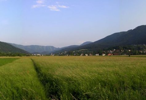 borovnica